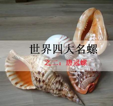 磁螺和海螺的区别