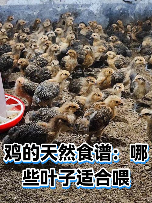 鸡吃糖的十大好处图标