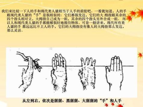 猿手和人手的区别