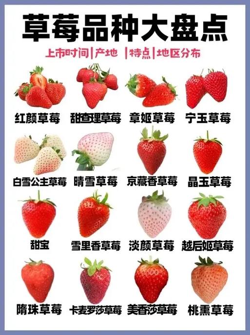 草莓最贵三个品种游戏截图