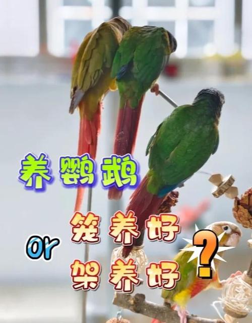 鹦鹉笼养好还是架养好图标