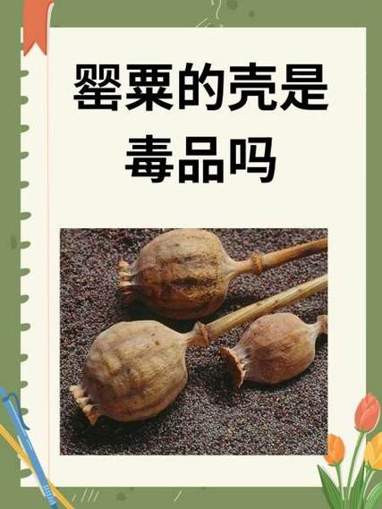 罂粟花粉的功效与作用及食用方法游戏截图