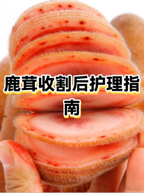 吃鹿茸后的生理反应图标