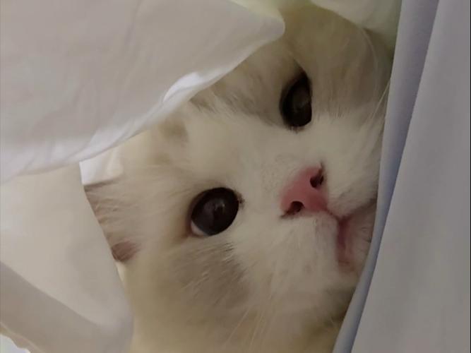为什么叫藏猫猫