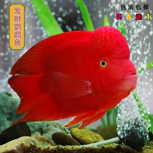 元宝鹦鹉鱼养几条最旺财