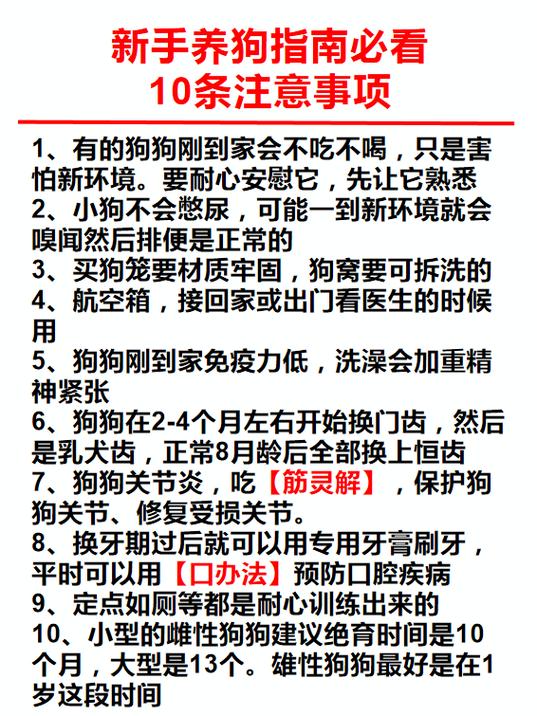养狗注意事项