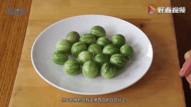 最小的西瓜品种