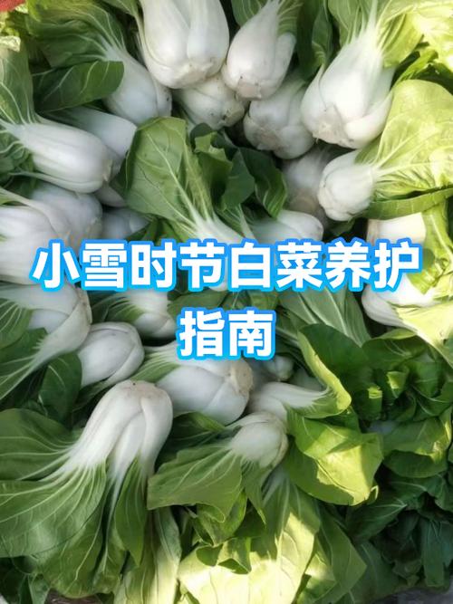二十四节气小雪应该吃什么截图