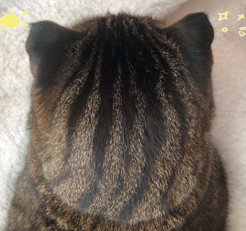 猫后脑勺有个骨头突出图标