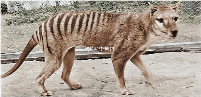 袋狼和狼谁更厉害缩略图