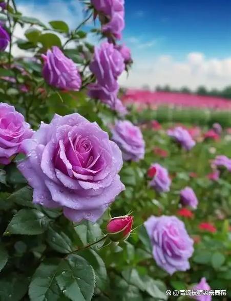 紫色萍子装什么颜色的花好看