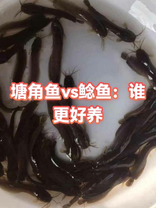 养鲶鱼10大忌图标