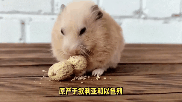 仓鼠趴着不动,两脚摊开