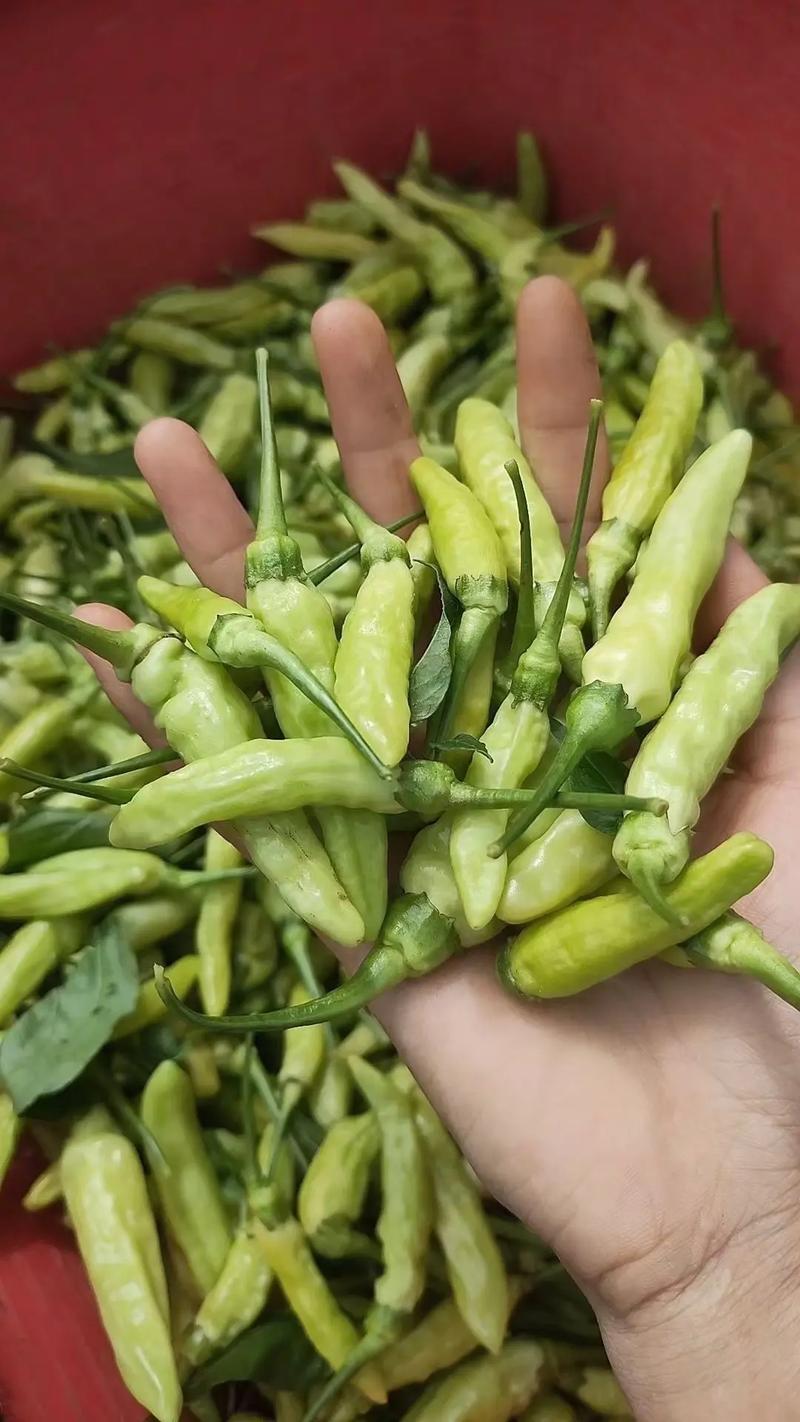 新鲜小米辣可以带飞机吗国际航班