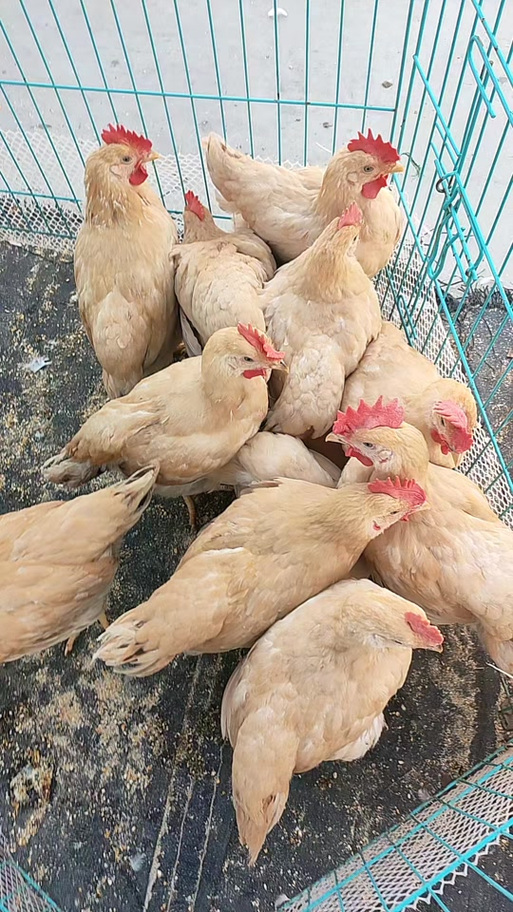 两斤重的鸡能吃吗