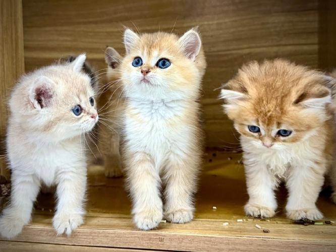 打开宠物小猫