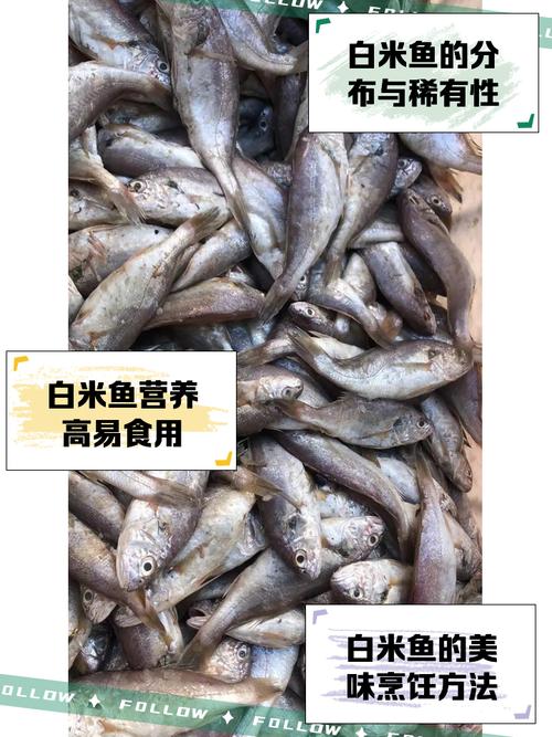 鱼鳃盖有白色像米粒的东西图标