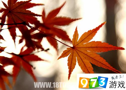 枫叶灵信物怎么刷