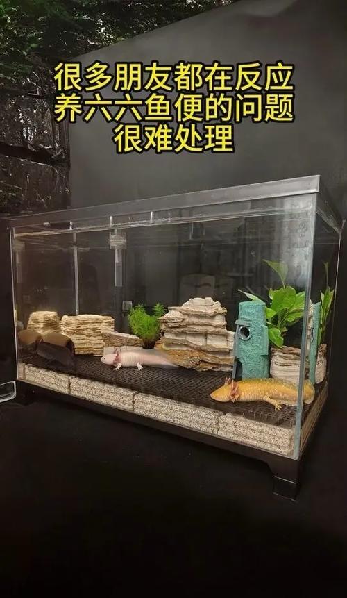 鱼缸养鱼怎么保持水质清澈