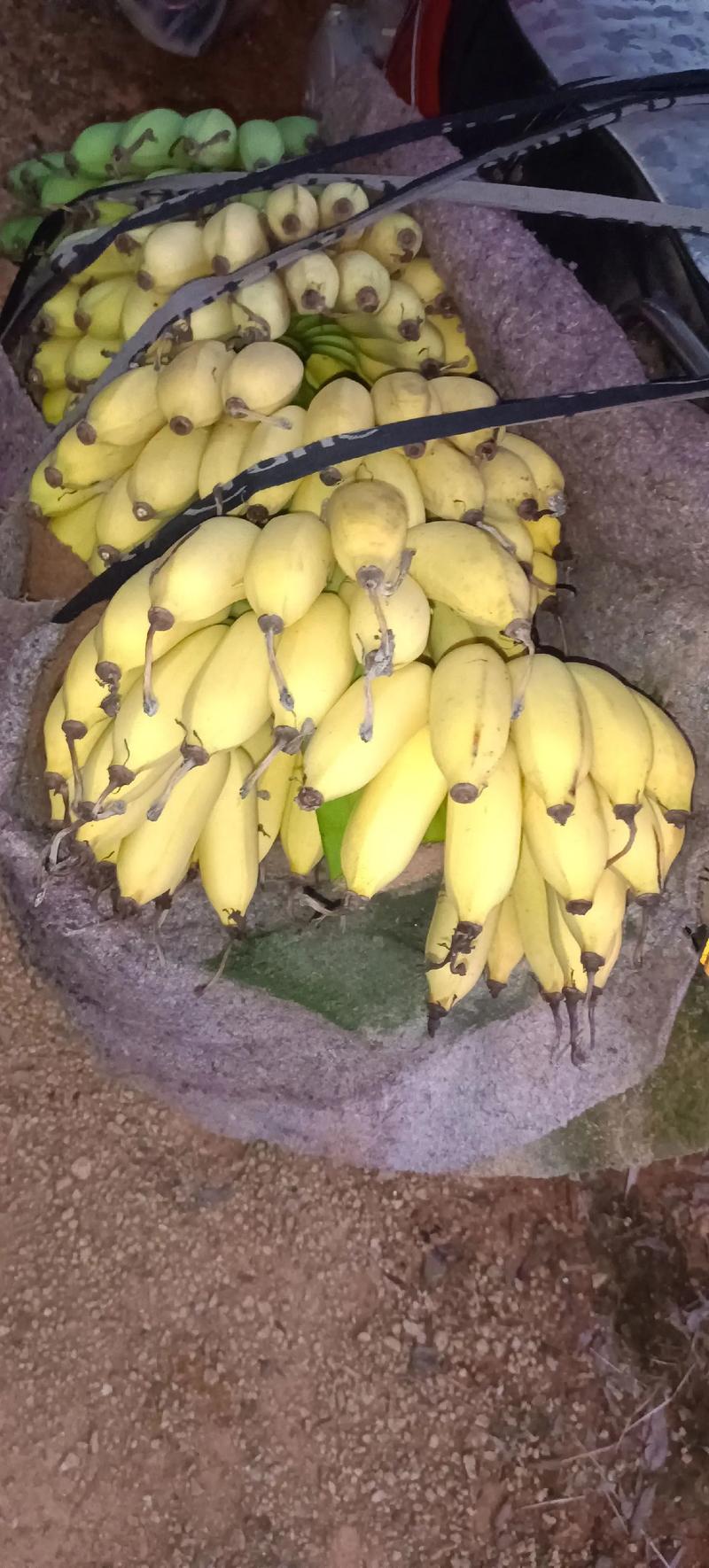 小米蕉变成凤凰的作文