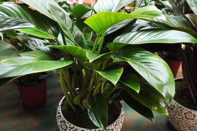 绿钻掉叶子怎么回事