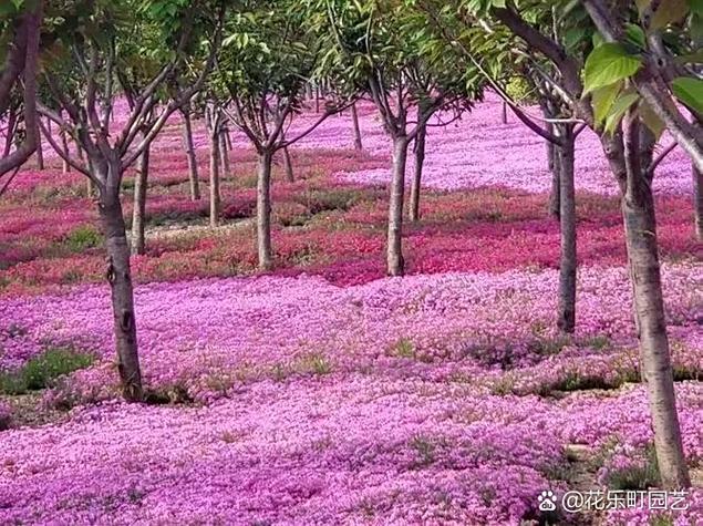 芝樱和樱花的区别
