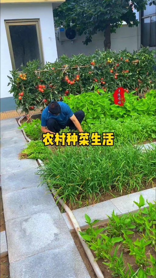 自己种菜是一种生活享受