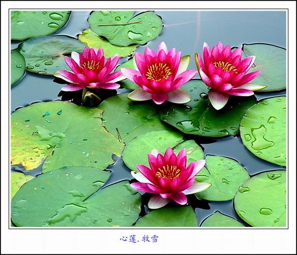 心生莲花比喻什么图标