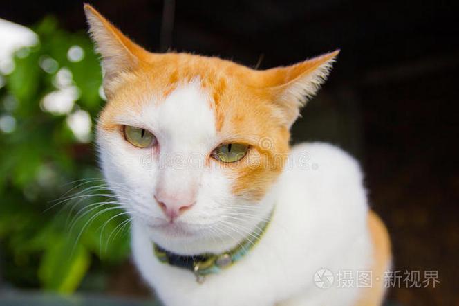 宠物第一视角摄像头