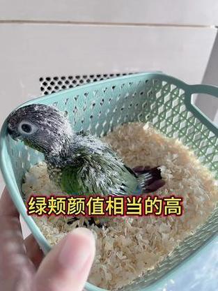 买了一只小太阳鹦鹉但它标识卡上的