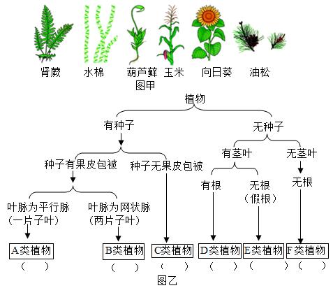 山楂是裸子植物还是被子植物图标