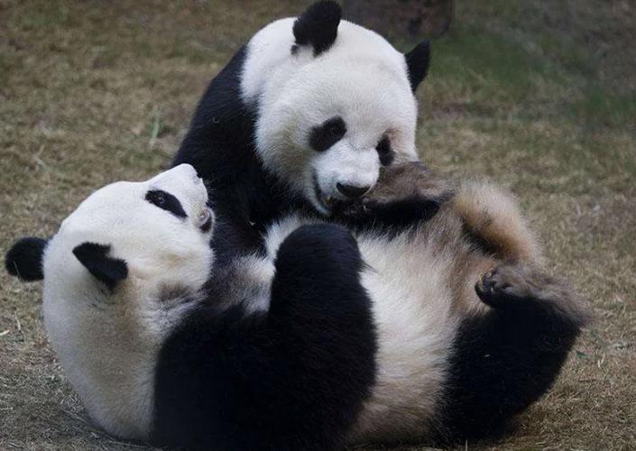 我的世界熊猫怎么繁殖?图标