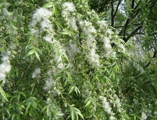 杨花在华北地区啥时候结束