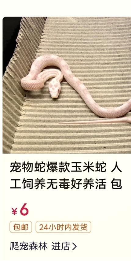 玉米蛇几元一只
