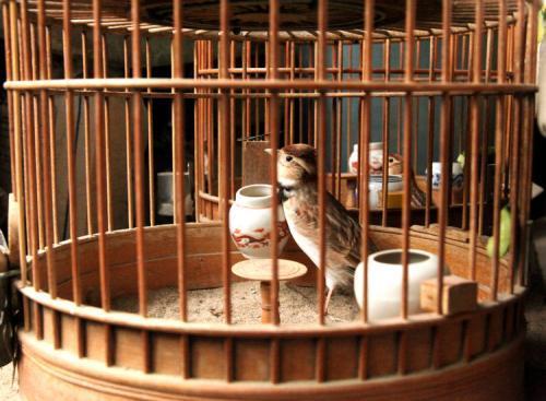四大鸣鸟排名图标