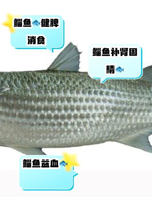 鳡鱼鱼头能吃吗