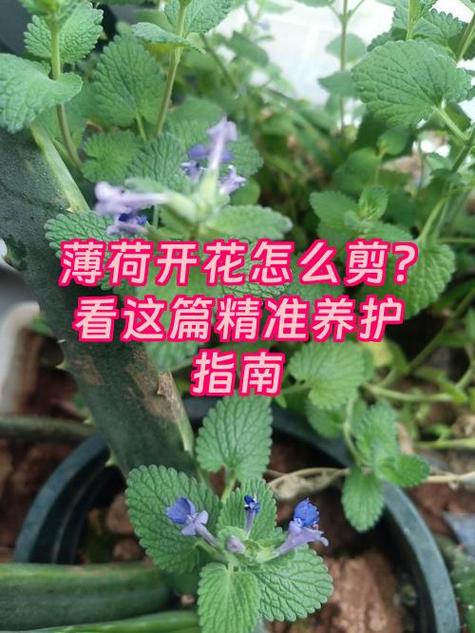 怎样让薄荷长得茂盛