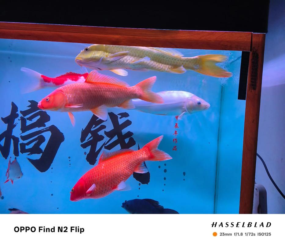 20公分锦鲤价格