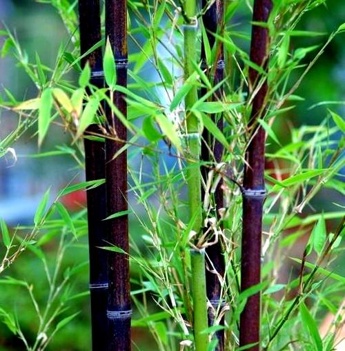 竹子特性