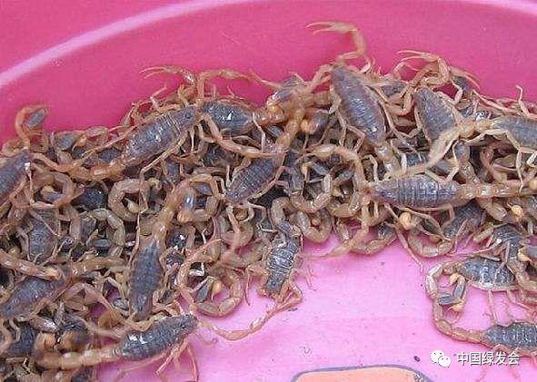 抓蝎子视频