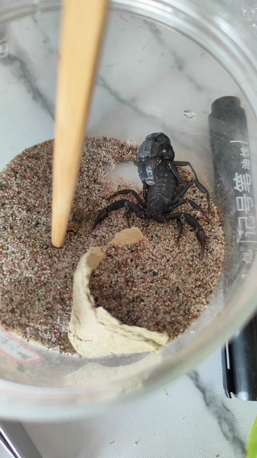 阿拉伯黑肥尾蝎截图