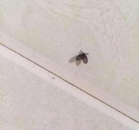消灭蛾蚋最有效的方法