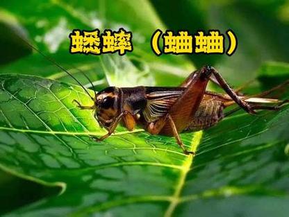 蟋蟀是好的还是坏的