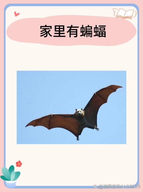 家里进了蝙蝠怎么找出来截图