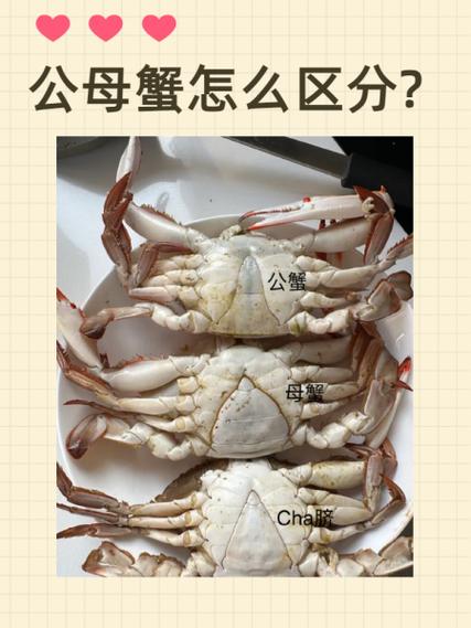 小螃蟹怎么分公母