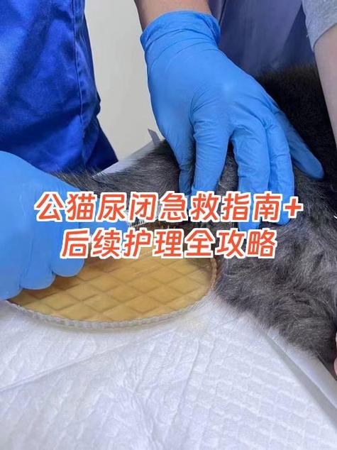 公猫闭尿最好的土办法