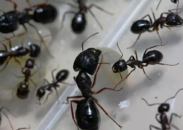 家里有蚂蚁怎么办能除根游戏截图