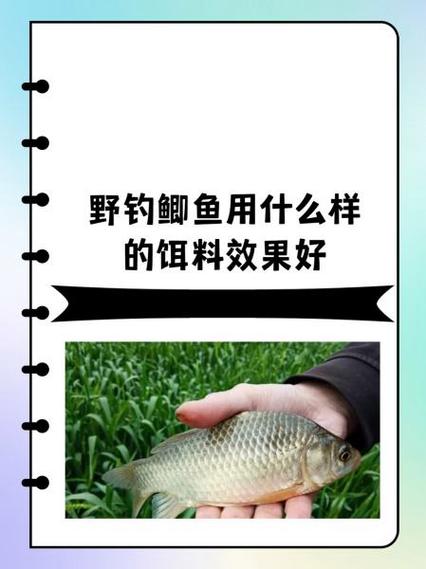 野钓鲫鱼什么饵料最好图标