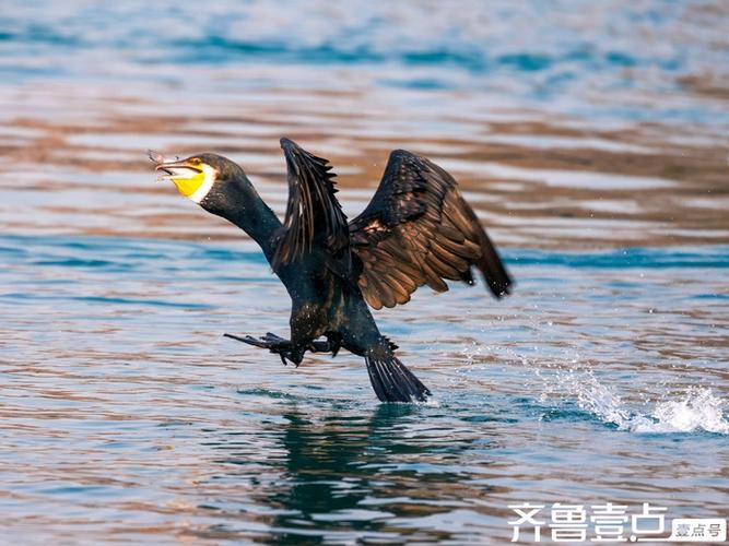 为什么冬天适合打鸟缩略图