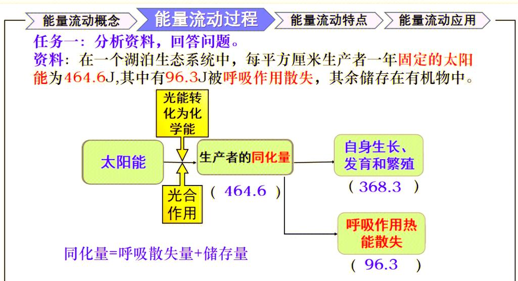 生态系统的能量流动